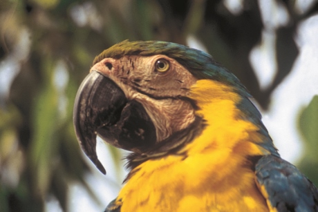 Voyages Jules Verne's cruises on the Amazon offer a great opportunity for wildlife spotting